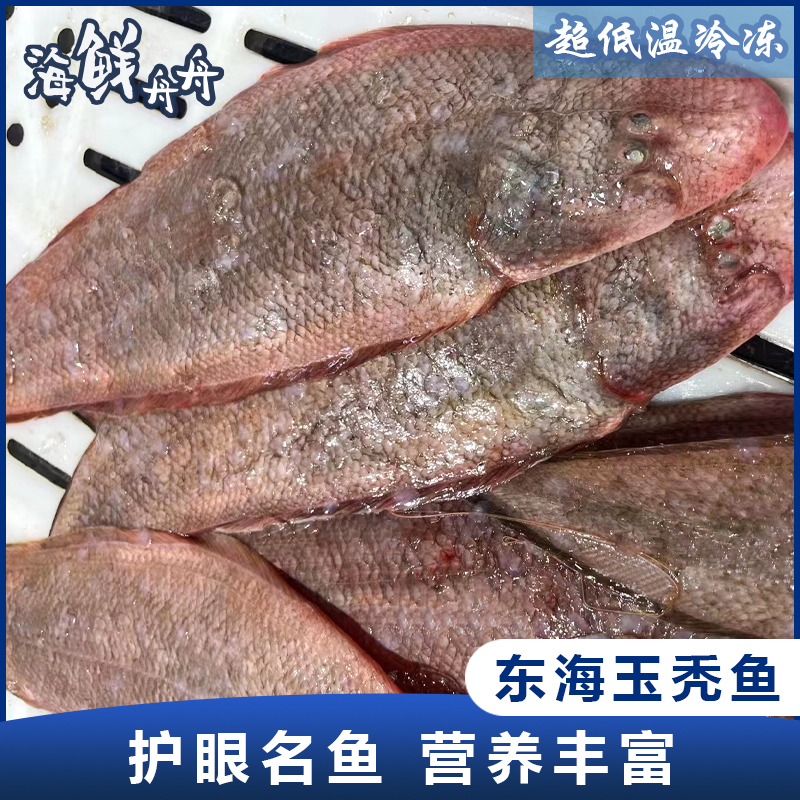 【野生】东海玉秃鱼