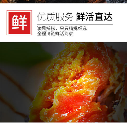 【签收超8小时死蟹不包赔】【48小时内发出，不接受发货时间备注】鲜知臻食*阳澄股份大闸蟹尊品级  【KLJJ5.0】 商品图3
