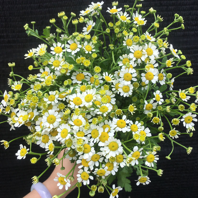 洋甘菊（活动品）