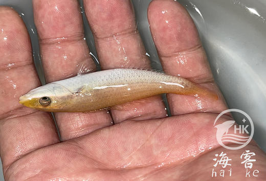 粉铅笔龙 商品图1