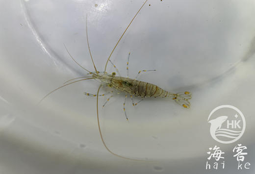 除澡虾 商品图0