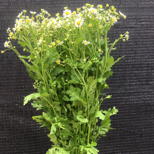 洋甘菊（活动品） 商品图3