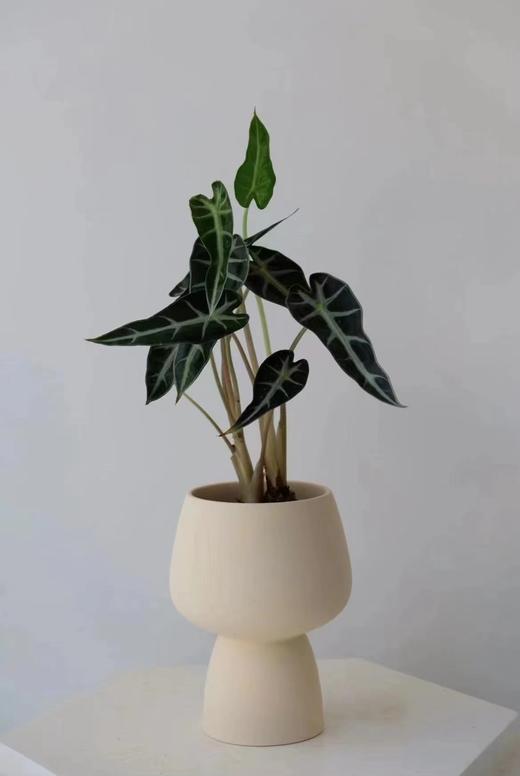   办公家具桌面绿植小盆栽 商品图1