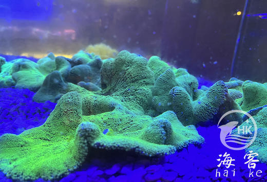 绿地毯 商品图1