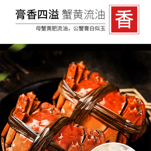 【签收超8小时死蟹不包赔】【48小时内发出，不接受发货时间备注】鲜知臻食*阳澄股份大闸蟹尊品级  【KLJJ5.0】 商品图4