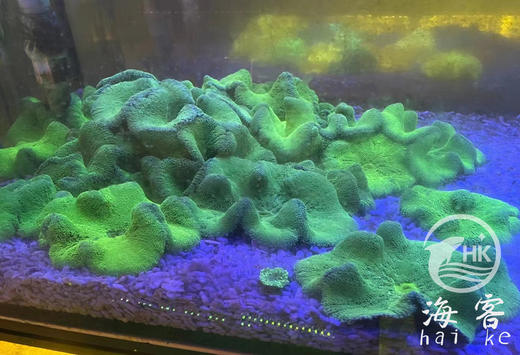 绿地毯 商品图2