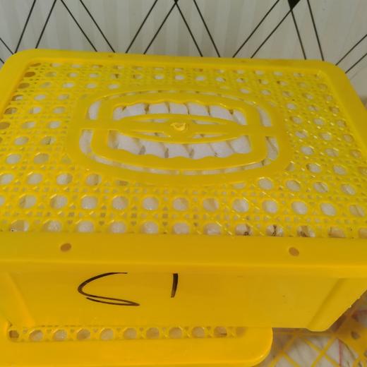 新疆西梅小筐装一件 商品图0