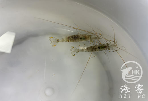 除澡虾 商品图2