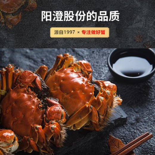 【签收超8小时死蟹不包赔】【48小时内发出，不接受发货时间备注】鲜知臻食*阳澄股份尊品级【LXKG4.0】 商品图3