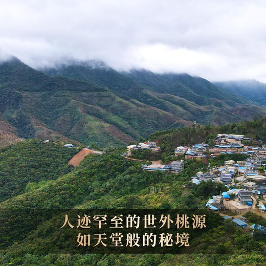 【22年铜箐河单株】普洱茶生茶云南易武茶饼800年古树单株357g茶饼（无铁盒包装） 商品图1