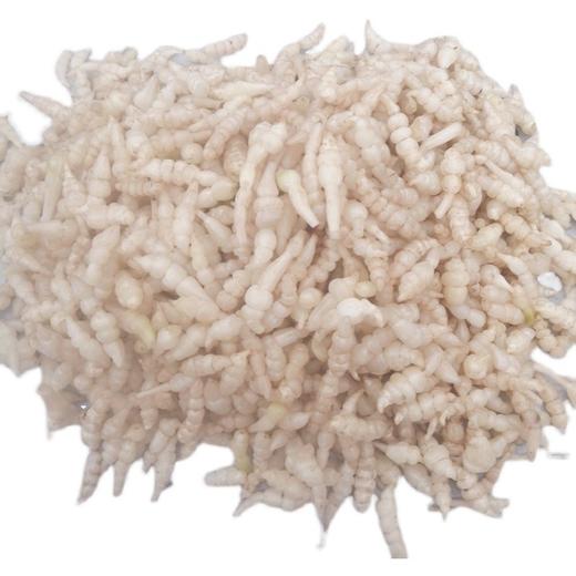 500g发4斤干宝塔菜地牯牛地虫草【-干12】 商品图2