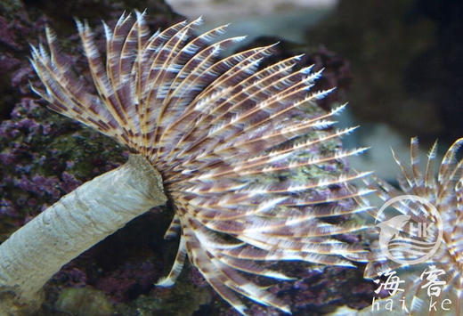 彩色羽毛管虫 商品图3