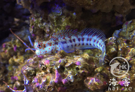 橙点狗头虾虎 商品图1