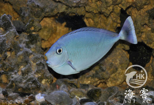 独角吊 商品图1