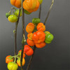 小南瓜鲜切花一扎 商品缩略图5