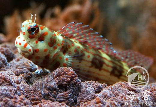 橙点狗头虾虎 商品图0