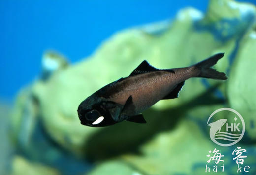 夜光侠 商品图1