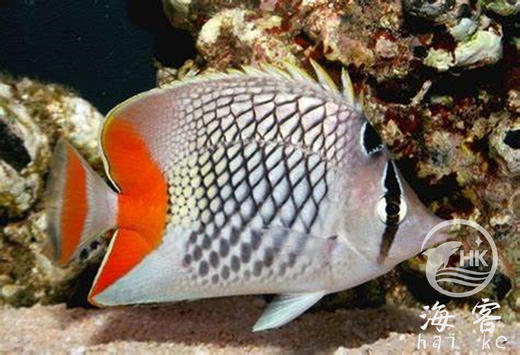 红尾蝶 商品图1