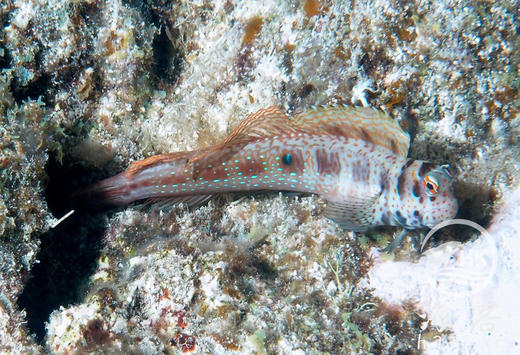 橙点狗头虾虎 商品图2