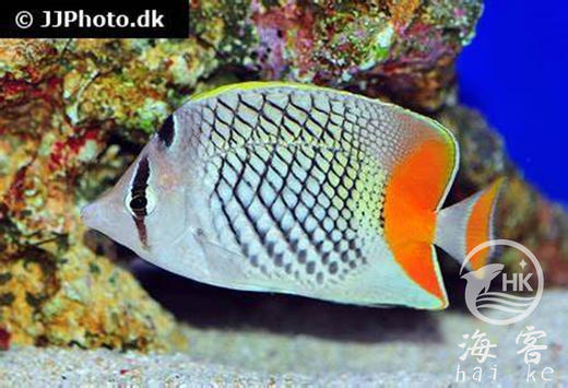 红尾蝶 商品图2