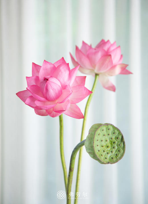 荷花+莲蓬（一支莲蓬一支荷花为一份） 商品图1