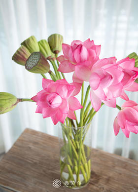 荷花+莲蓬（一支莲蓬一支荷花为一份）