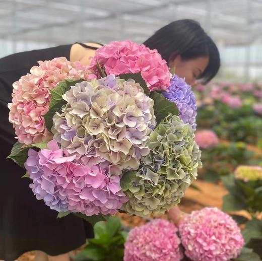 混色绣球 商品图0