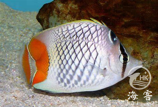 红尾蝶 商品图0