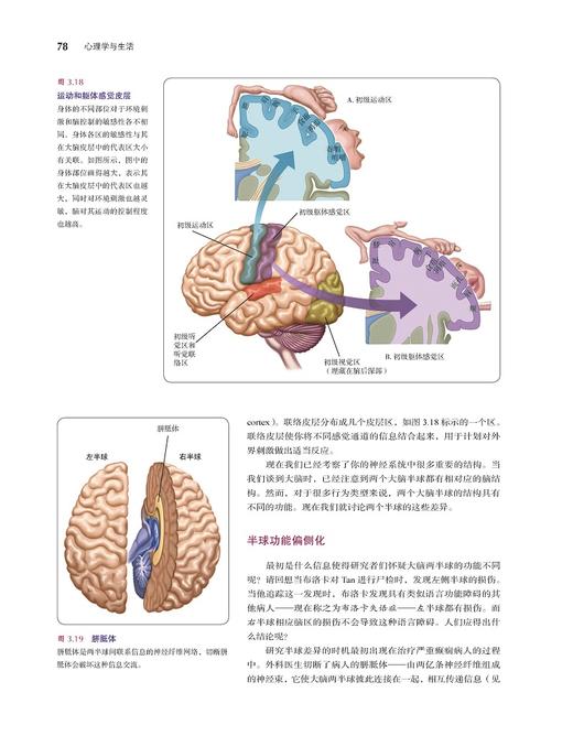 (仓发) 心理学与生活（第19版）精装/人民邮电出版社/[美]理查德·格里格，[美]菲利普·津巴多/9787115371775 商品图2