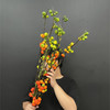小南瓜鲜切花一扎 商品缩略图2
