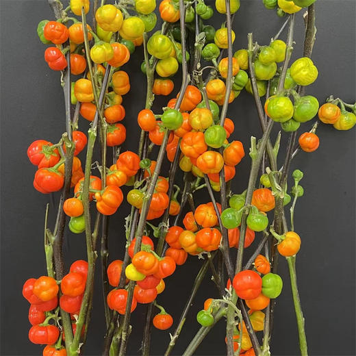 小南瓜鲜切花一扎 商品图3