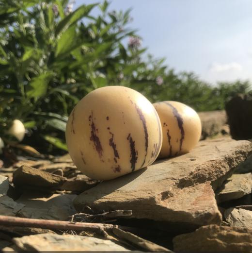 【云南石林人参果】爆浆小炸弹、汁水充沛、清新甘甜 商品图1