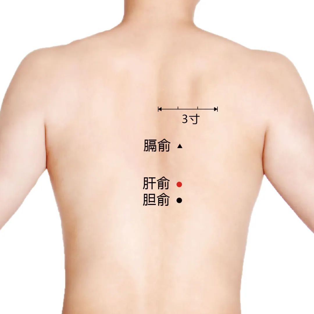 膈俞.png