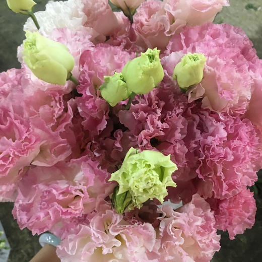 【徽上云花】（AA级）洋桔梗·阳光粉 商品图1