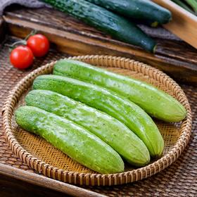放心青翠黄瓜 约250g/份