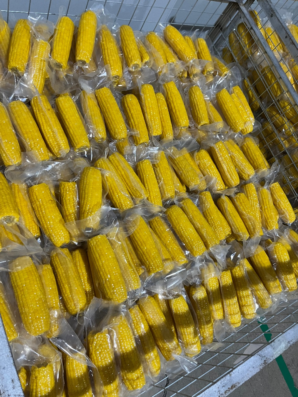 郭老丈黄糯鲜食玉米,行业标杆产品 来一根郭老丈玉米棒子大,籽粒排列