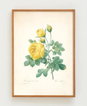 伽罗 JALO 植物画-黄蔷薇 P276（预计10天内发货）
