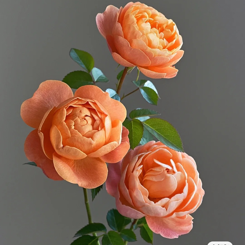 国产玫瑰-多头玫瑰-果汁阳台-10枝