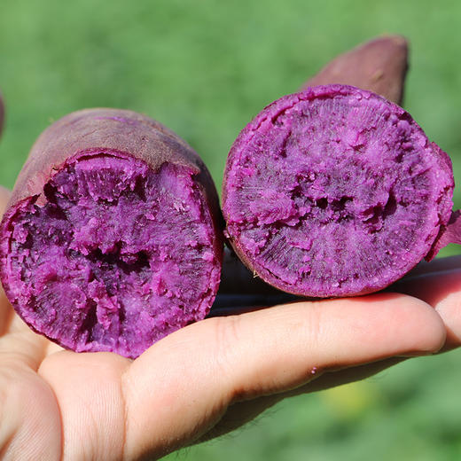 农家种植紫薯 红薯  紫皮紫瓤  皮薄肉厚  几乎无薯丝  香甜软糯  3斤/5斤 商品图4