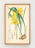 伽罗 JALO 植物画-水仙兰 P274（预计10天内发货） 商品缩略图0