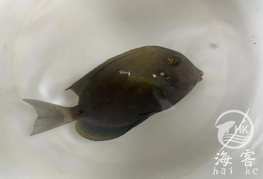 白尾吊 商品图1