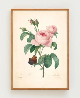 伽罗 JALO 植物画-粉蔷薇 P275（预计10天内发货）