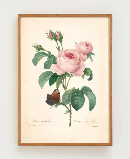 伽罗 JALO 植物画-粉蔷薇 P275（预计10天内发货） 商品图0