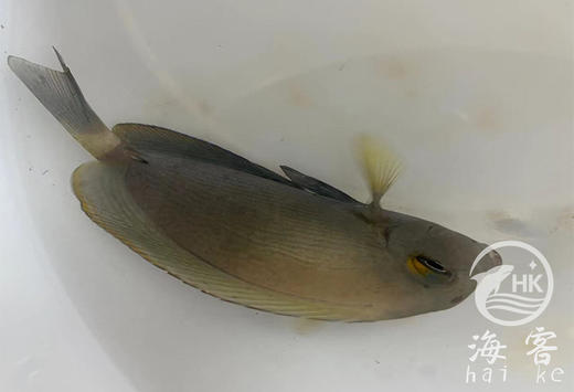 白尾吊 商品图0