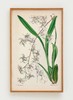 伽罗 JALO 植物画-文心兰 P266（预计10天内发货） 商品缩略图0