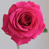 国产玫瑰-弗洛伊德-20支 商品缩略图1