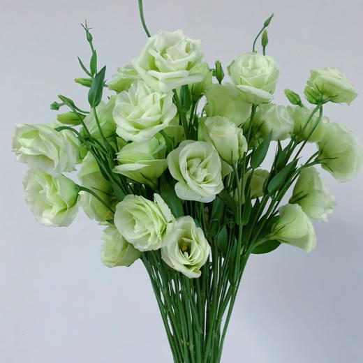 配花-云南龙胆（洋桔梗）-绿色-0.8kg(特价) 商品图0