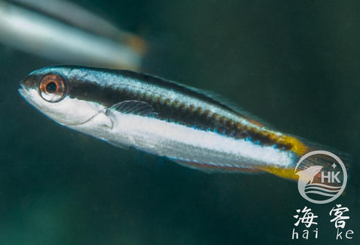 彩虹龙 商品图0