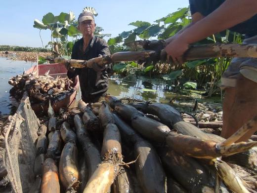 青泥巴脆藕顺丰包邮 商品图2