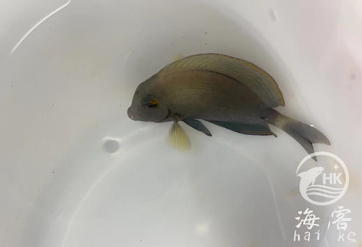 白尾吊 商品图2